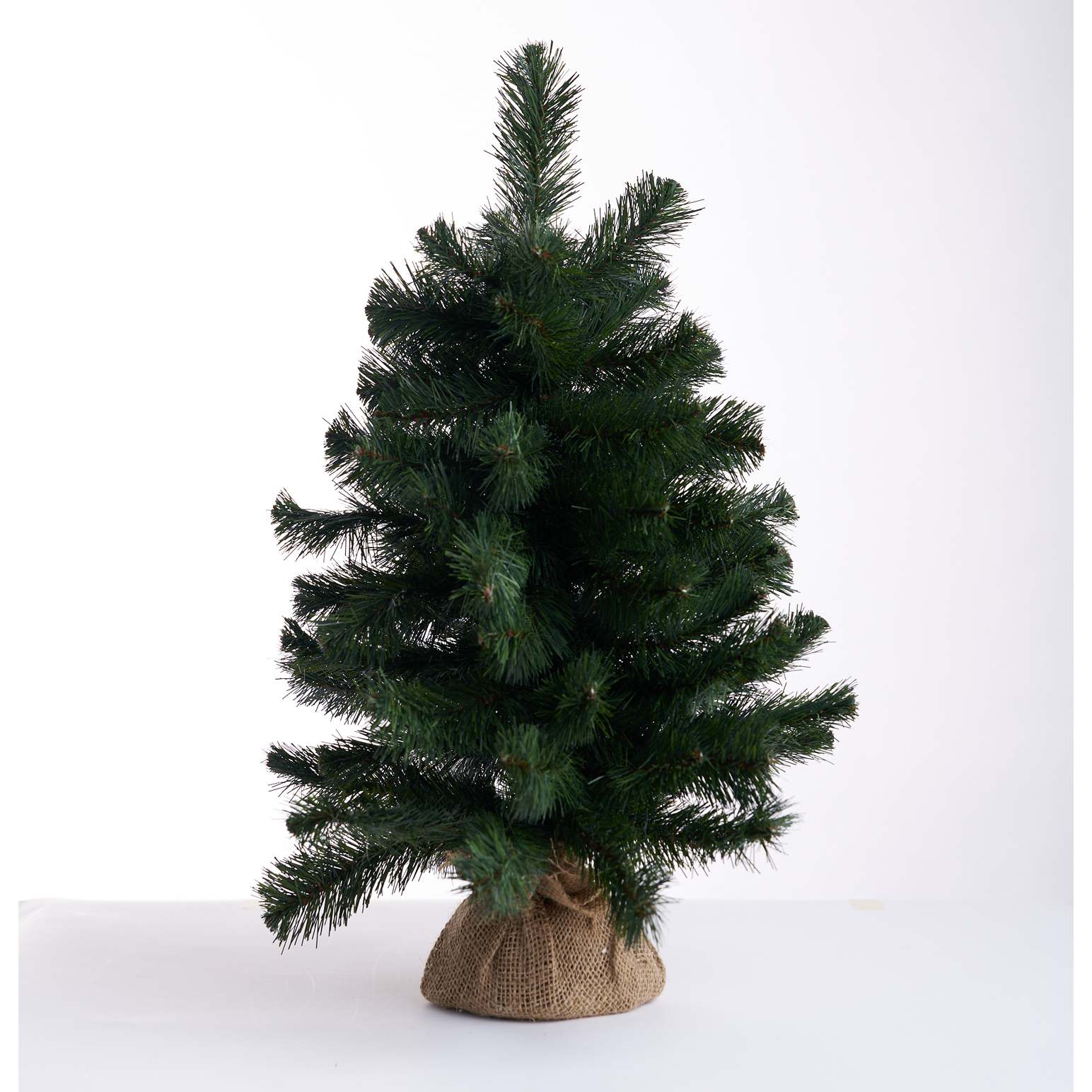 Australian Pine Tree With Burlap 60cm